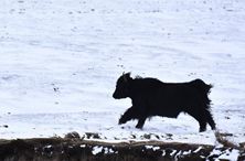 新华全媒+｜寒潮“速冻”：东北又迎暴风雪 南方多地降温如“换季”