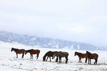 实力派冷空气又来了！降温+暴雪+大风一个都不少