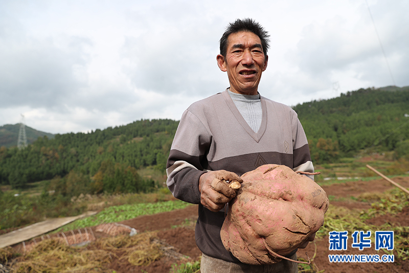 走进乡村看小康丨吃上种粮技术饭 村民种出20斤红薯王