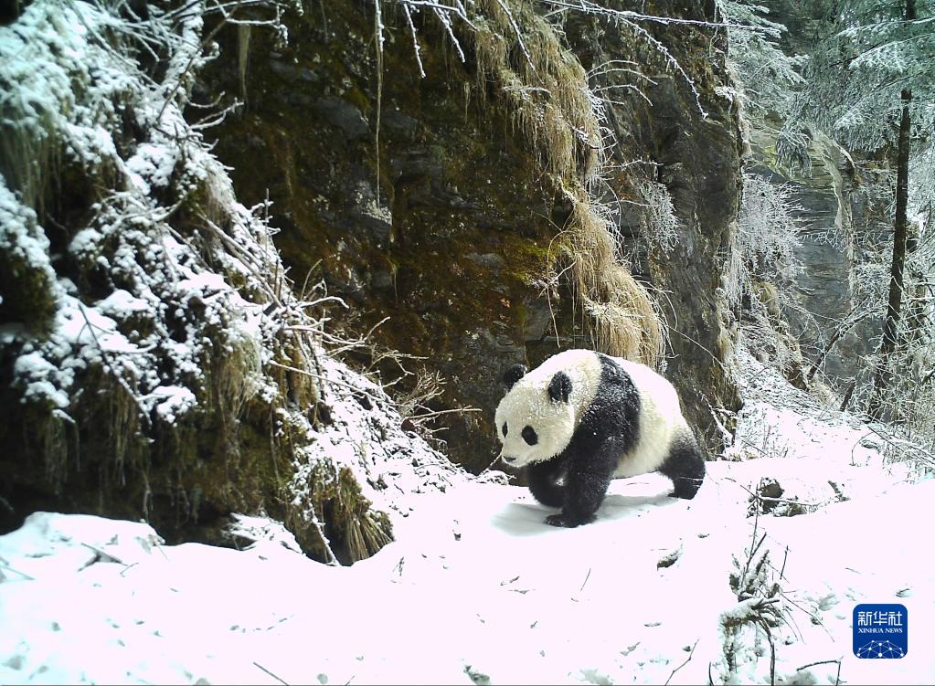 47只野生大熊猫“接收”曾经的伐木场