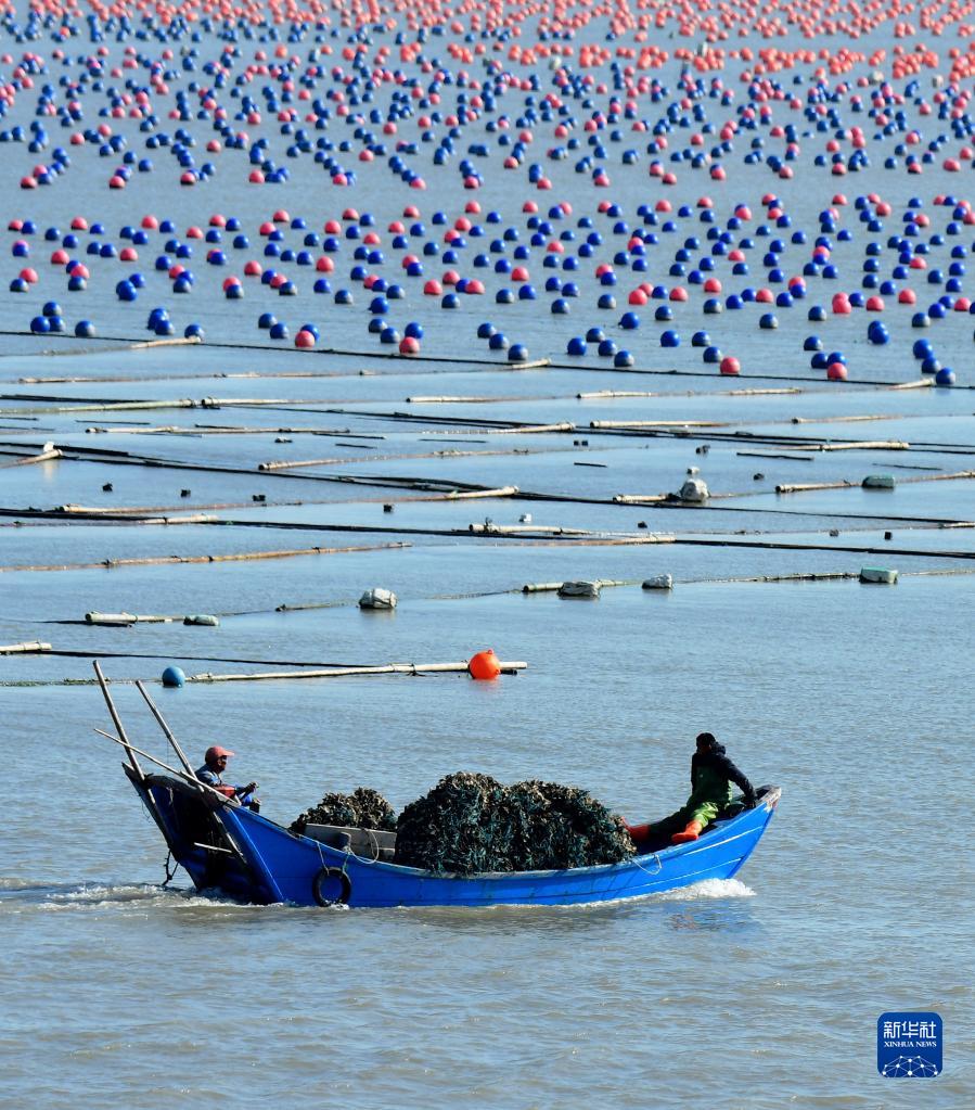 福建连江：冬季“海上牧场”渔耕图