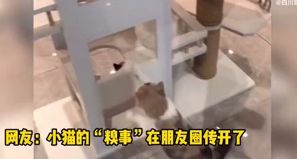 社死现场！小猫被卡在玻璃间出不来 猫咖的“伙伴”纷纷跑来围观