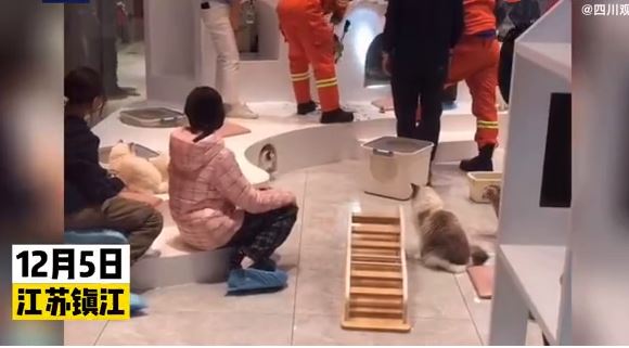 社死现场！小猫被卡在玻璃间出不来 猫咖的“伙伴”纷纷跑来围观