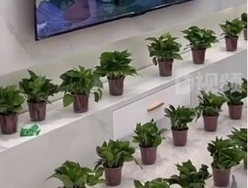 男子买54盆绿萝摆满新房除甲醛：想赶年底入住，至少有心理安慰