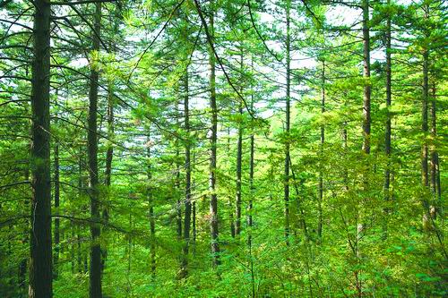 “中国松”背后的基因密码破解 “中国松”背后的基因密码破解