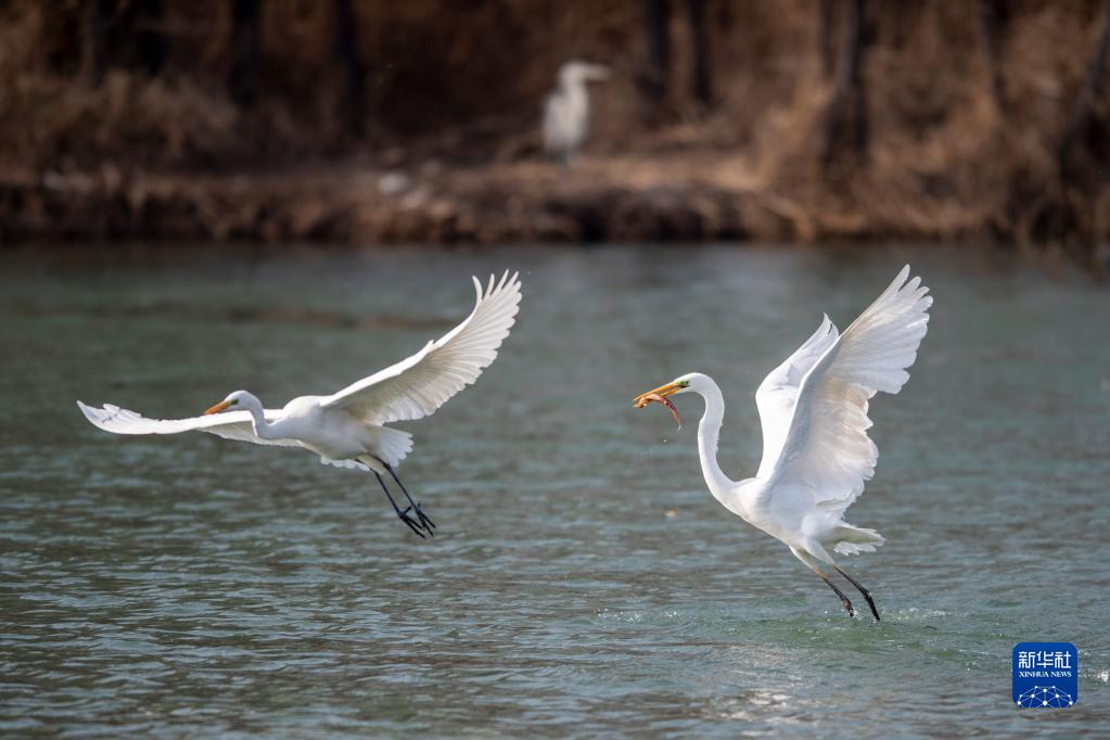“华北水塔”兴水记