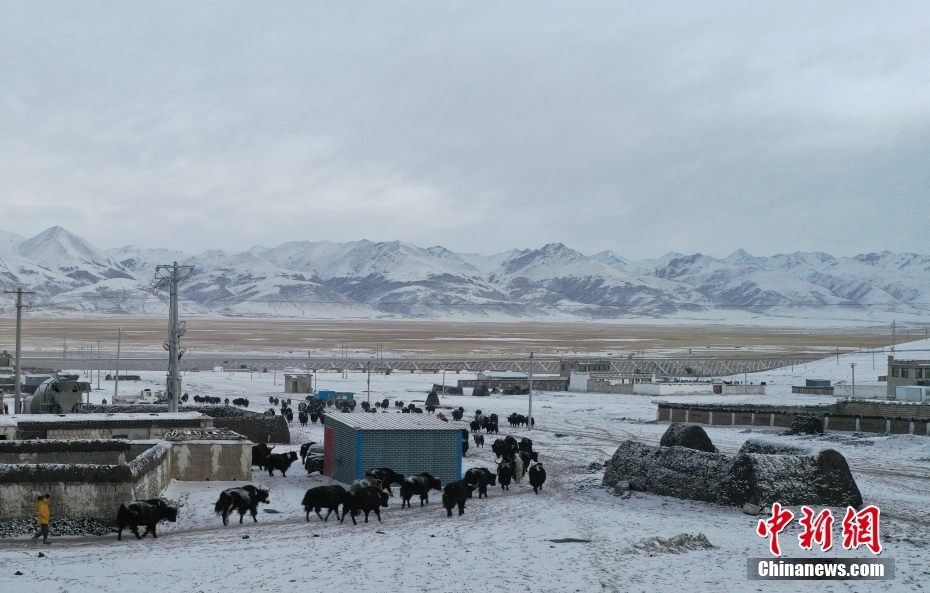 西藏藏北雪山下 牧人的“天堂草原”