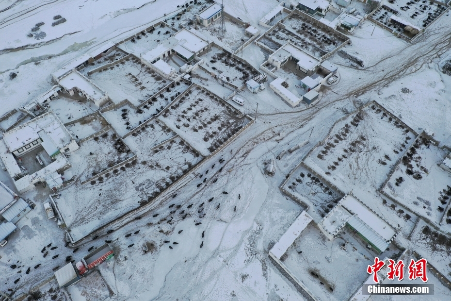 西藏藏北雪山下 牧人的“天堂草原”