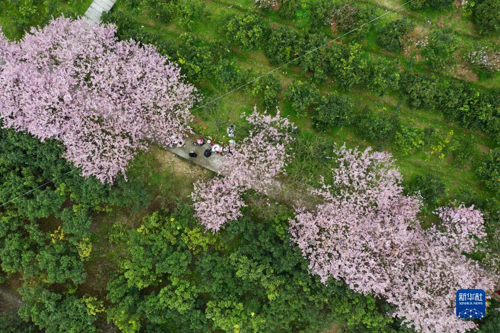 樱花盛开迎客来