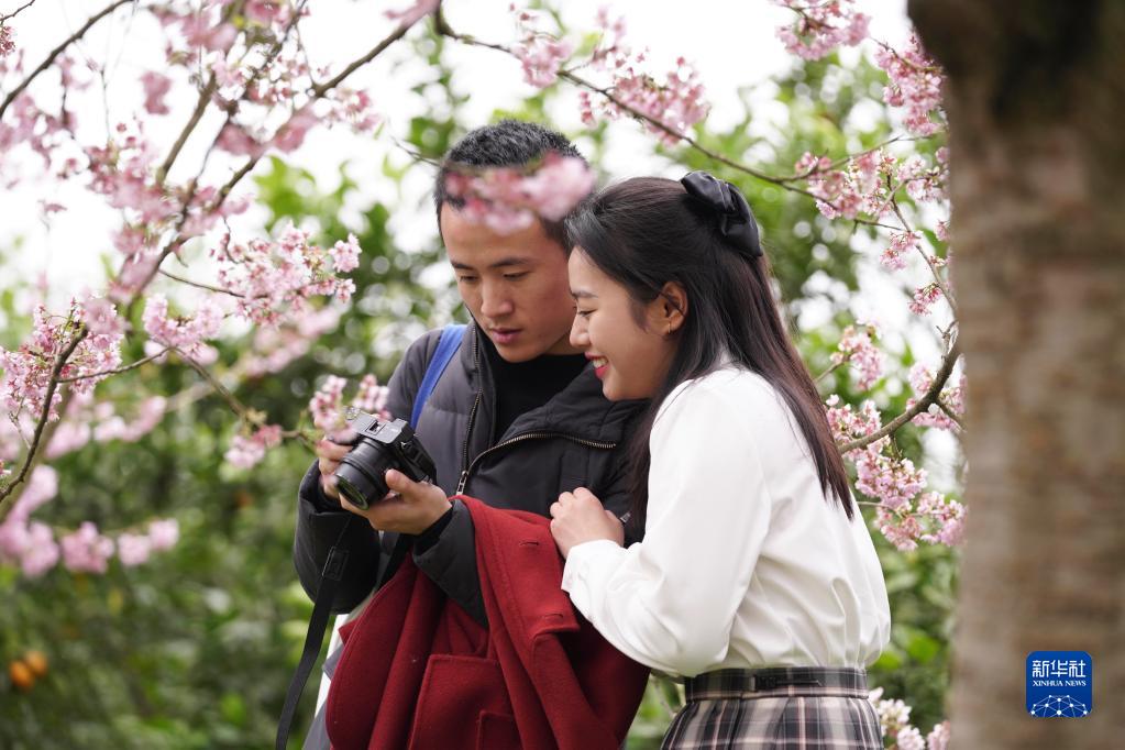 樱花盛开迎客来