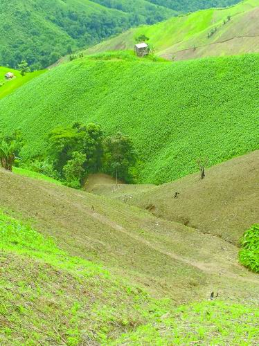 砍伐森林之斧伸向热带 砍伐森林之斧伸向热带
