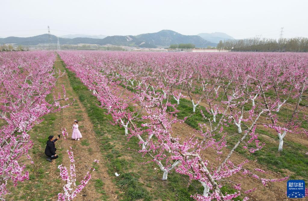 北京平谷:花开引客来 北京平谷:花开引客来