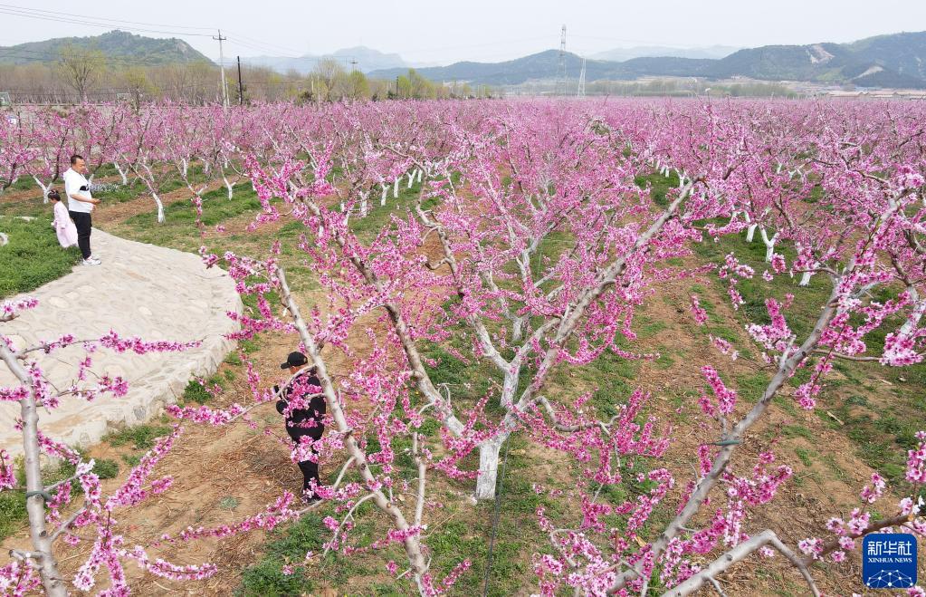 北京平谷:花开引客来 北京平谷:花开引客来