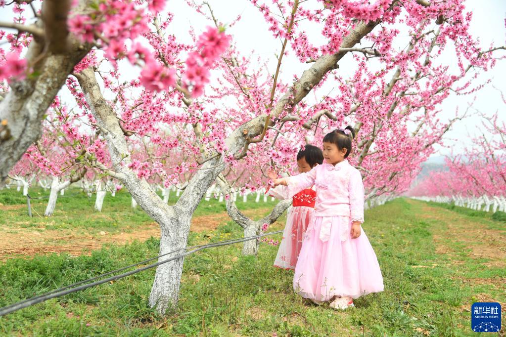 北京平谷:花开引客来 北京平谷:花开引客来
