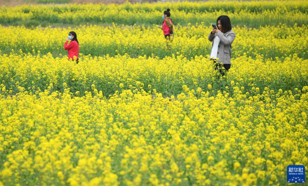 北京平谷:花开引客来 北京平谷:花开引客来