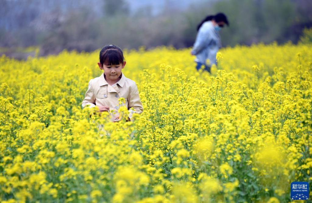 北京平谷:花开引客来 北京平谷:花开引客来