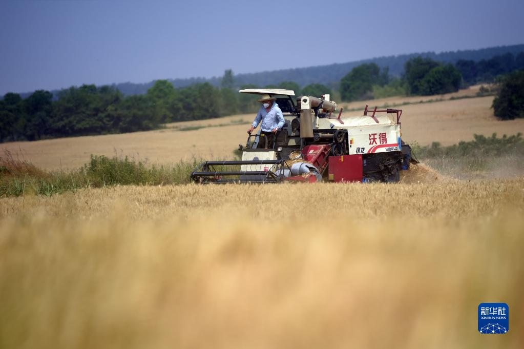麦香粒满丰收忙