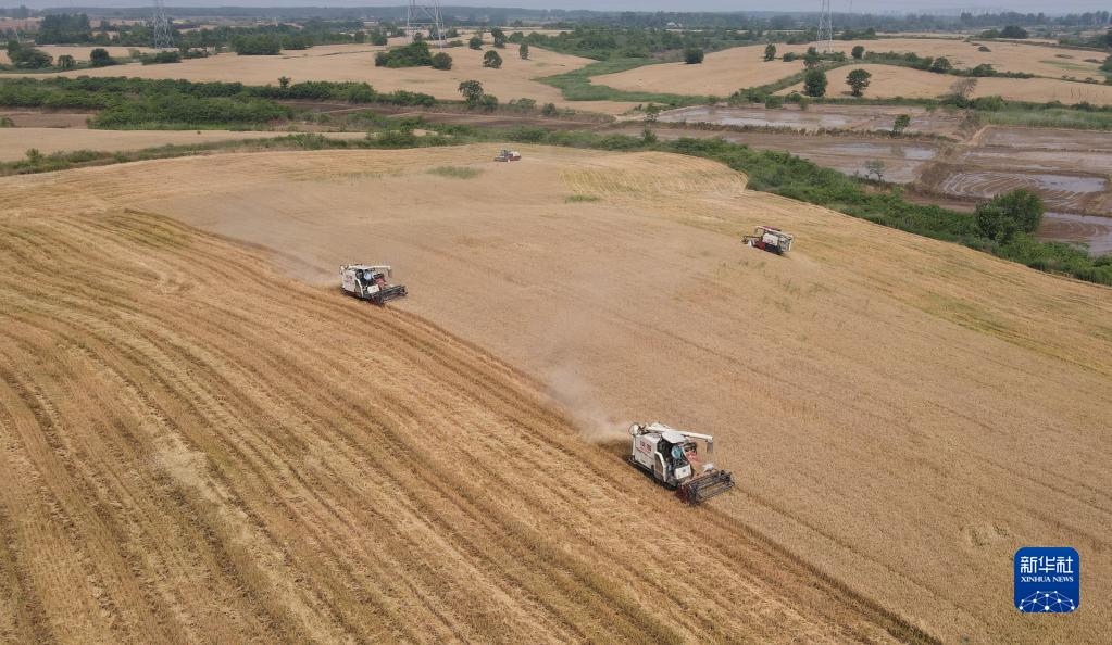 麦香粒满丰收忙