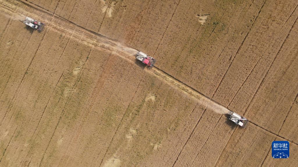 麦香粒满丰收忙