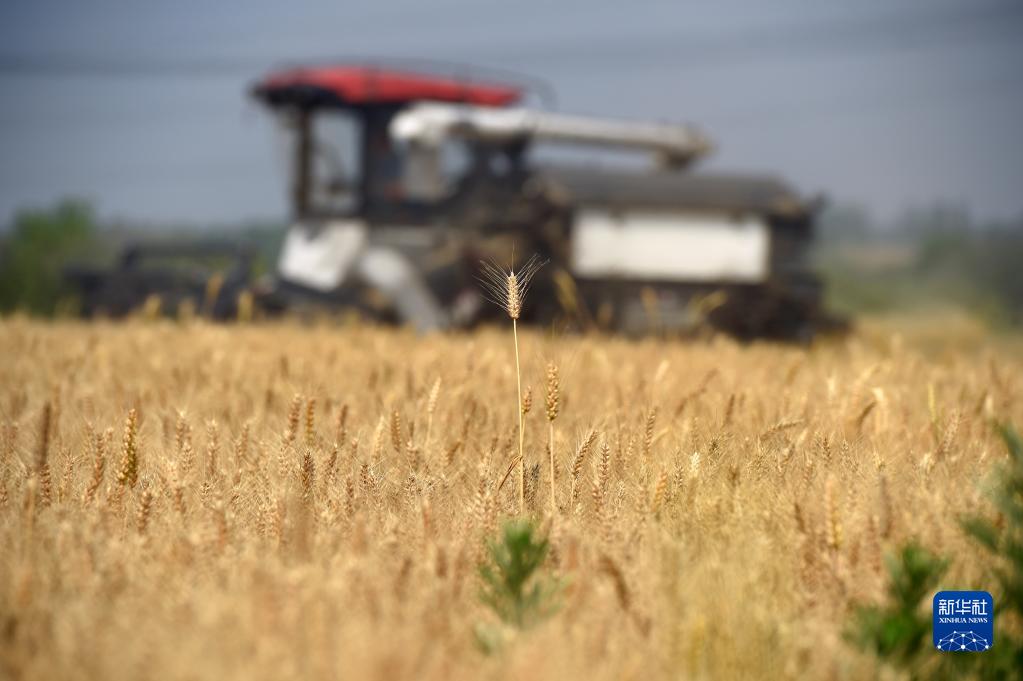麦香粒满丰收忙
