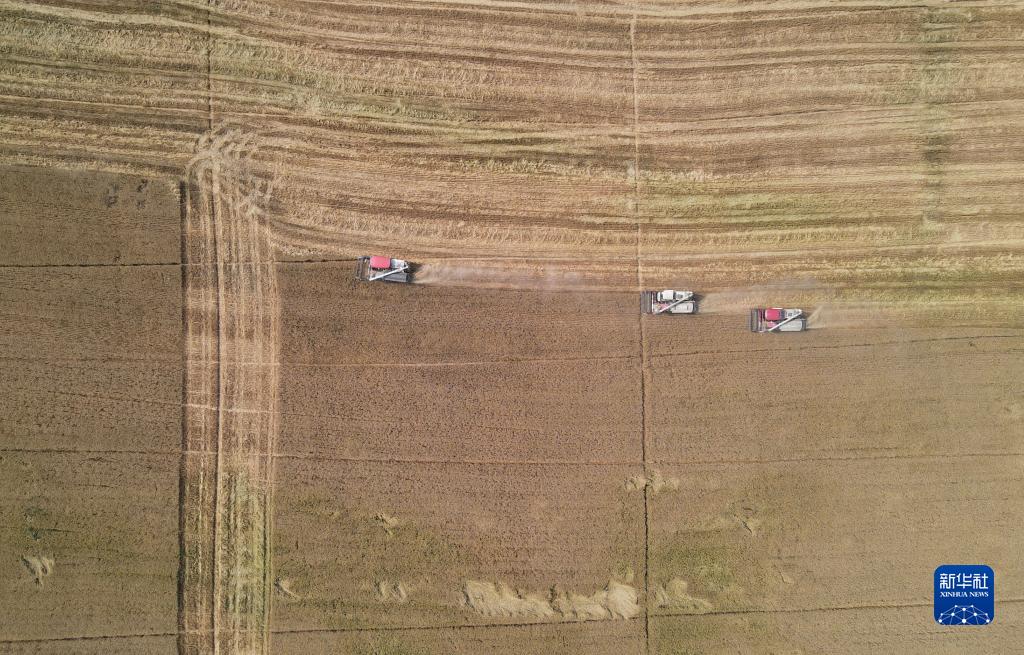 麦香粒满丰收忙