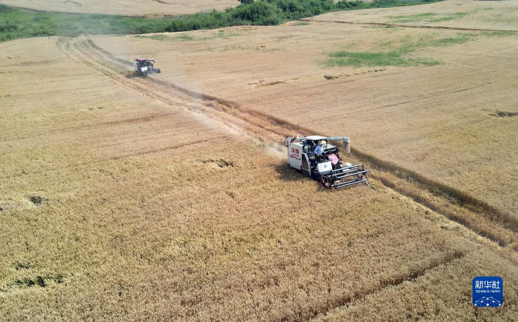 麦香粒满丰收忙