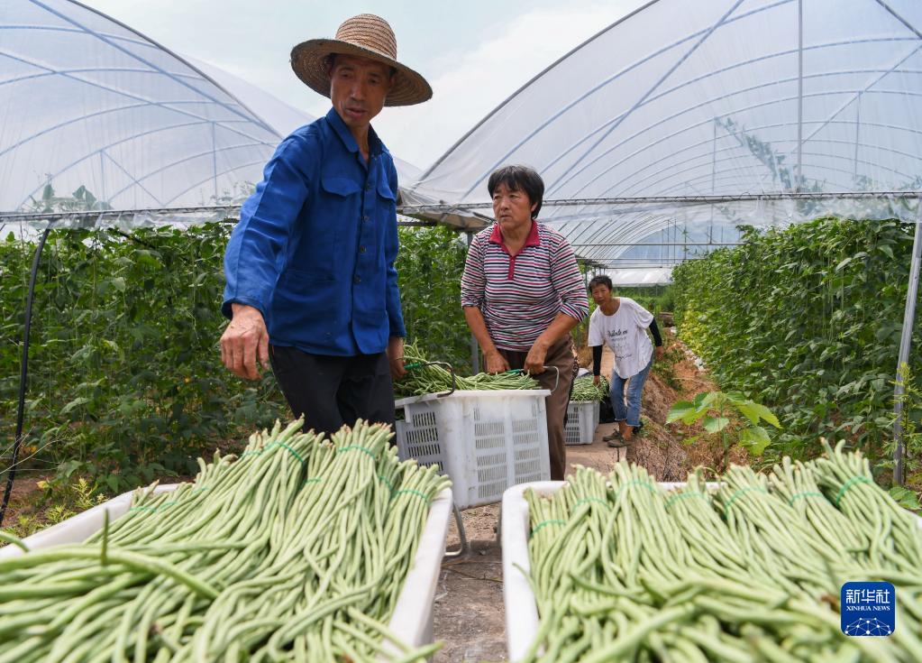 四川达川:蔬菜产业助力乡村振兴