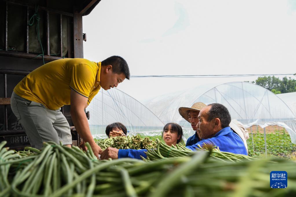 四川达川:蔬菜产业助力乡村振兴