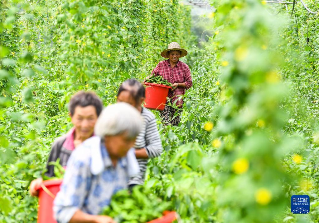 四川达川:蔬菜产业助力乡村振兴