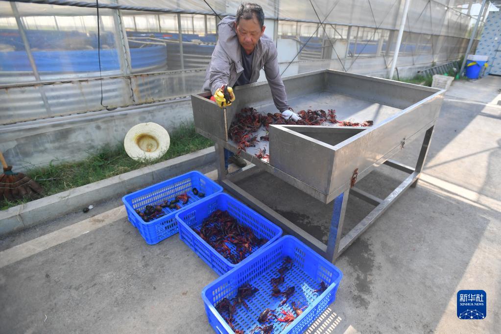 “荷花虾”助农增收致富