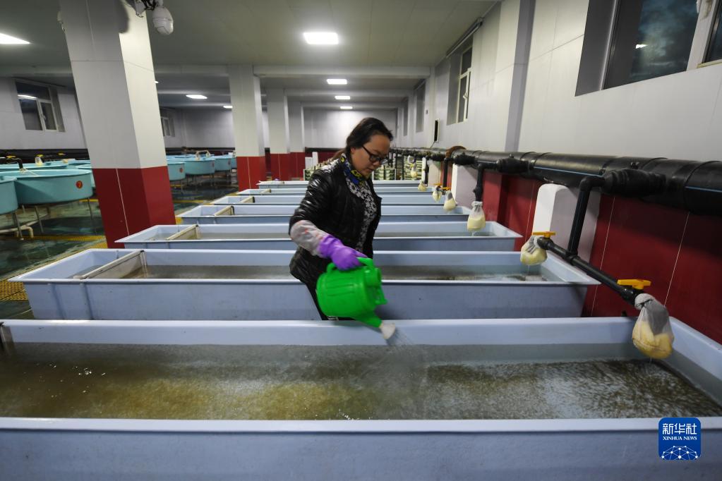青海湖湟鱼洄游路上的“助产师”