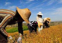 农业农村部：大豆玉米复合种植1500多万亩