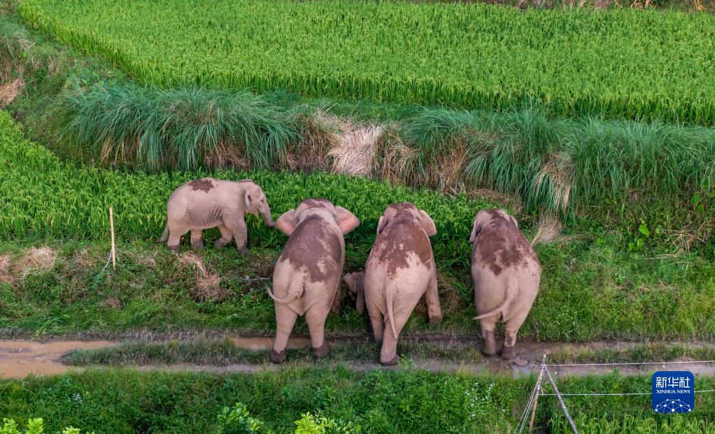 世界大象日：爱·象·随