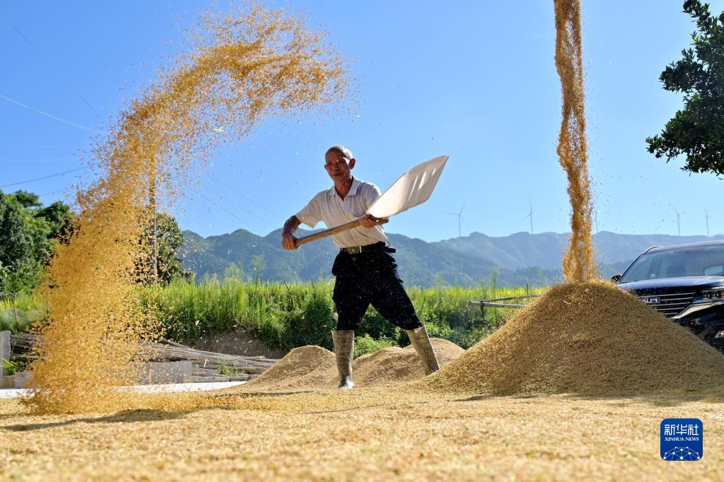 湖南双峰：再生稻 喜丰收
