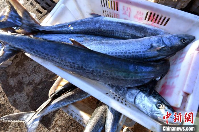 码头上摆放的新鲜鲅鱼。　王海滨 摄