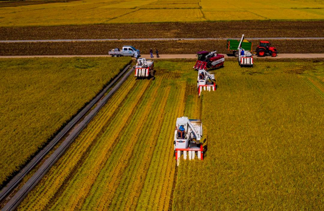 稻菽千重浪丨中国要强，农业必须强