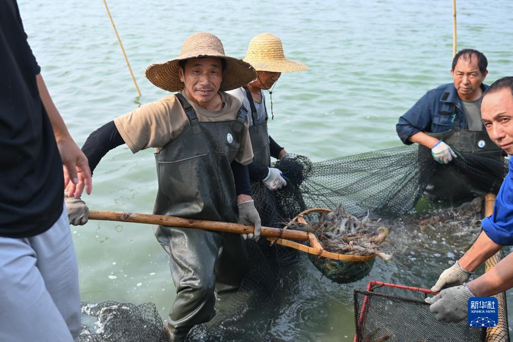 浙江湖州：围网捕虾迎丰收