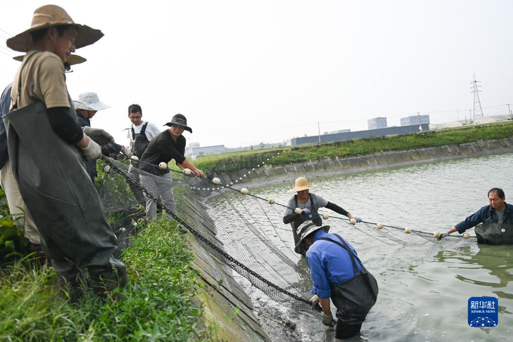 浙江湖州：围网捕虾迎丰收