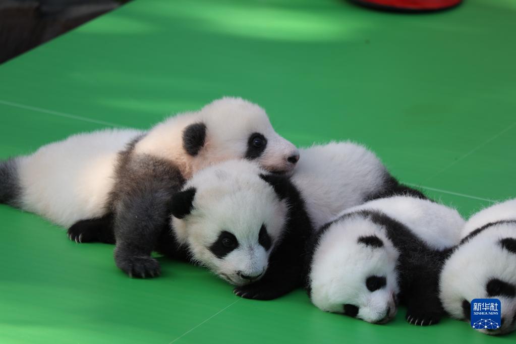 成都大熊猫繁育研究基地2022级新生大熊猫齐亮相