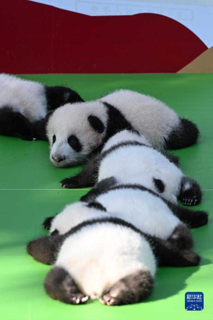 成都大熊猫繁育研究基地2022级新生大熊猫齐亮相
