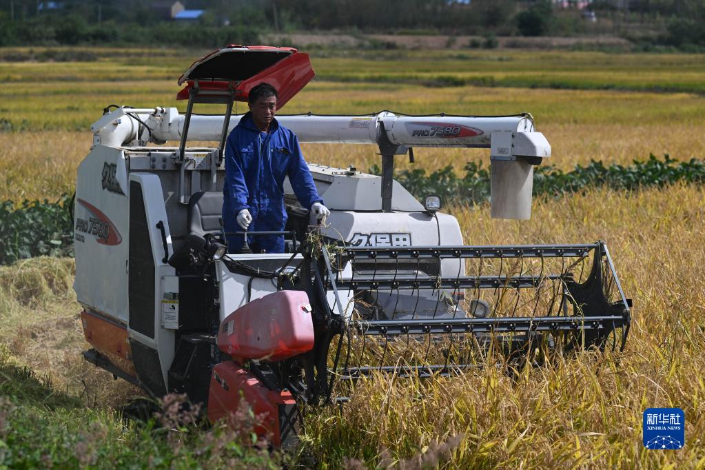 安徽合肥：水稻迎丰收