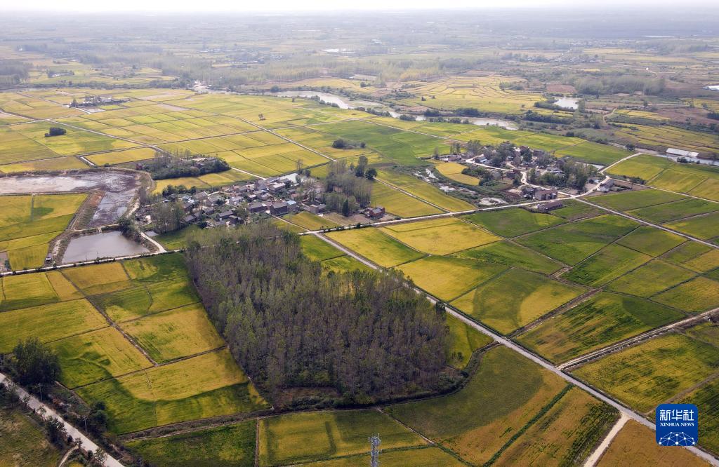 安徽合肥：水稻迎丰收