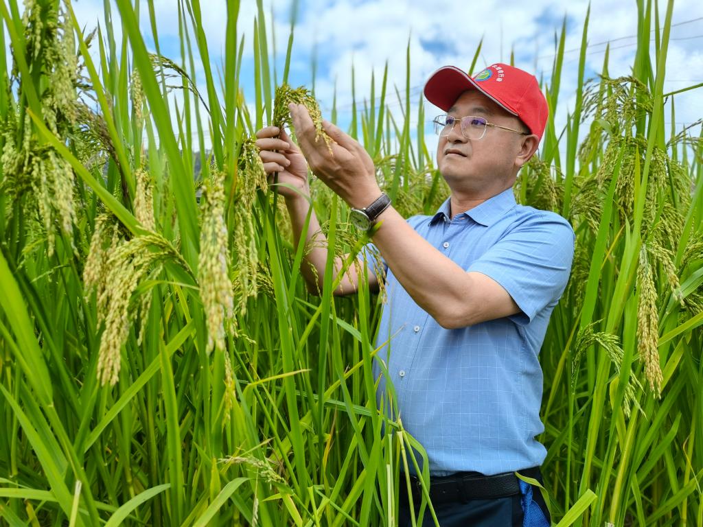 黑稻、多年生稻、巨型稻……奇妙水稻知多少？