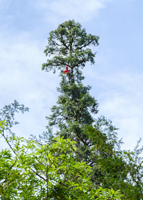 中国第一高树等身照亮相 380岁仍健康生长