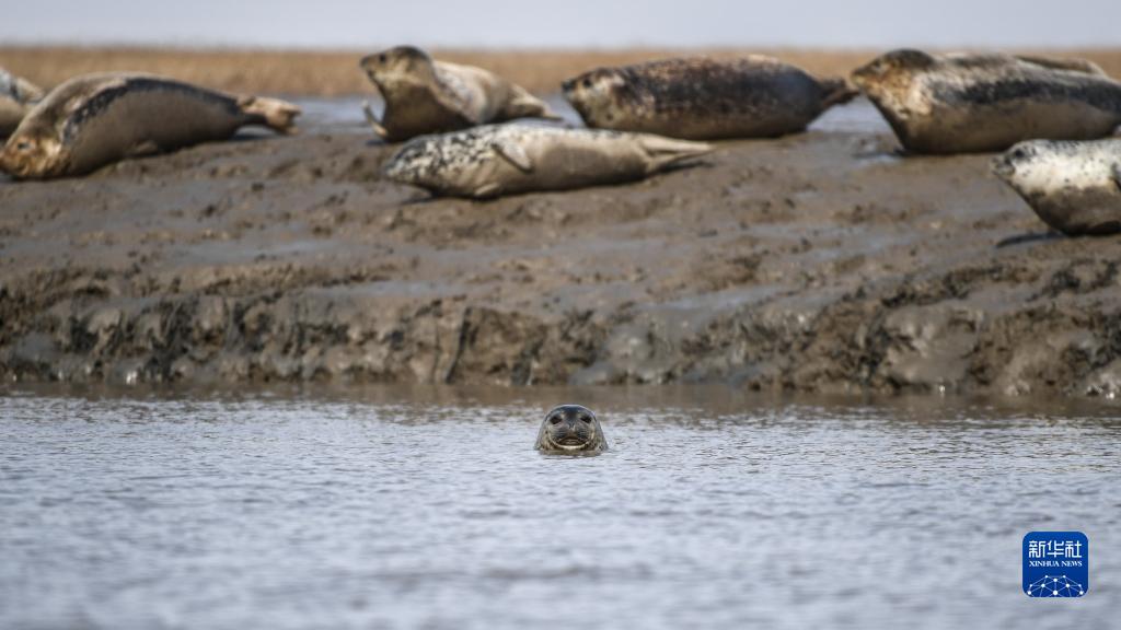 湿地之美丨辽宁辽河三角洲湿地