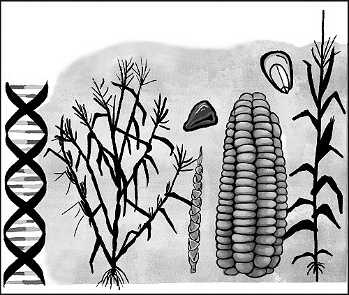 玉米和父辈如何适应环境进化