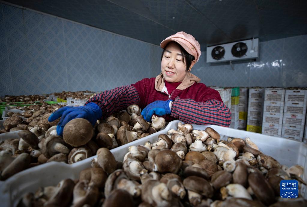 宁夏贺兰：食用菌产业助力乡村振兴