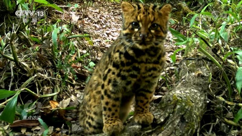 保护生物多样性 中国在行动