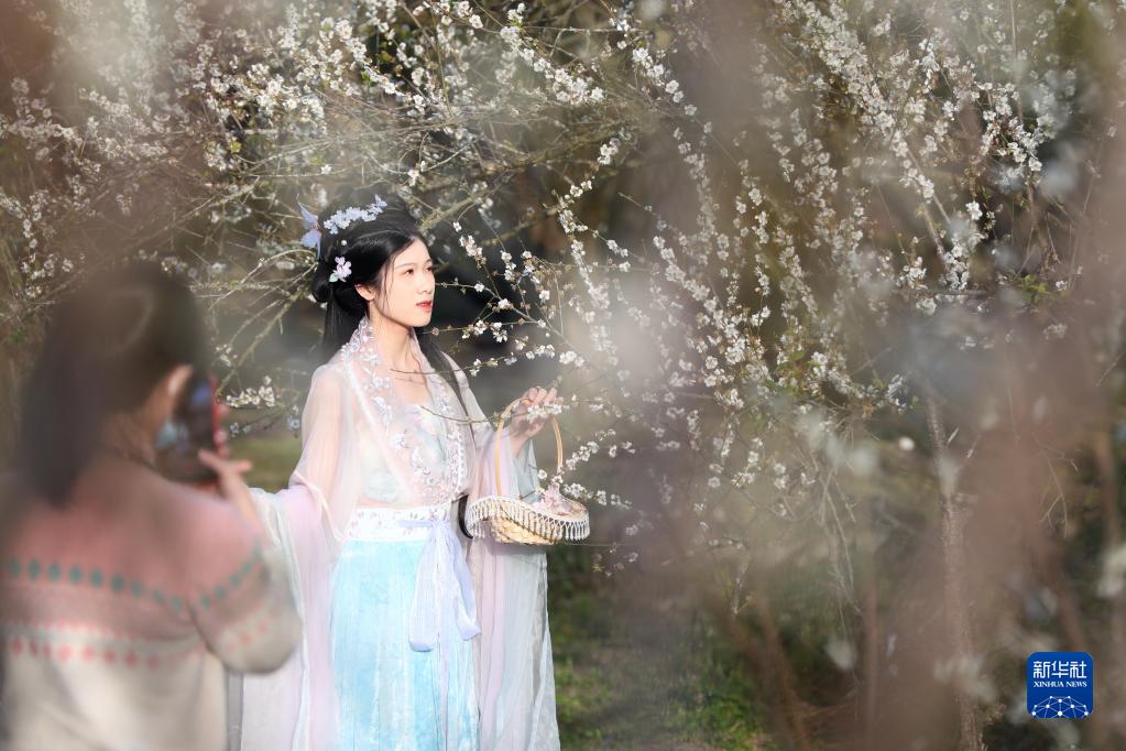 福州永泰：又到梅花飘香时
