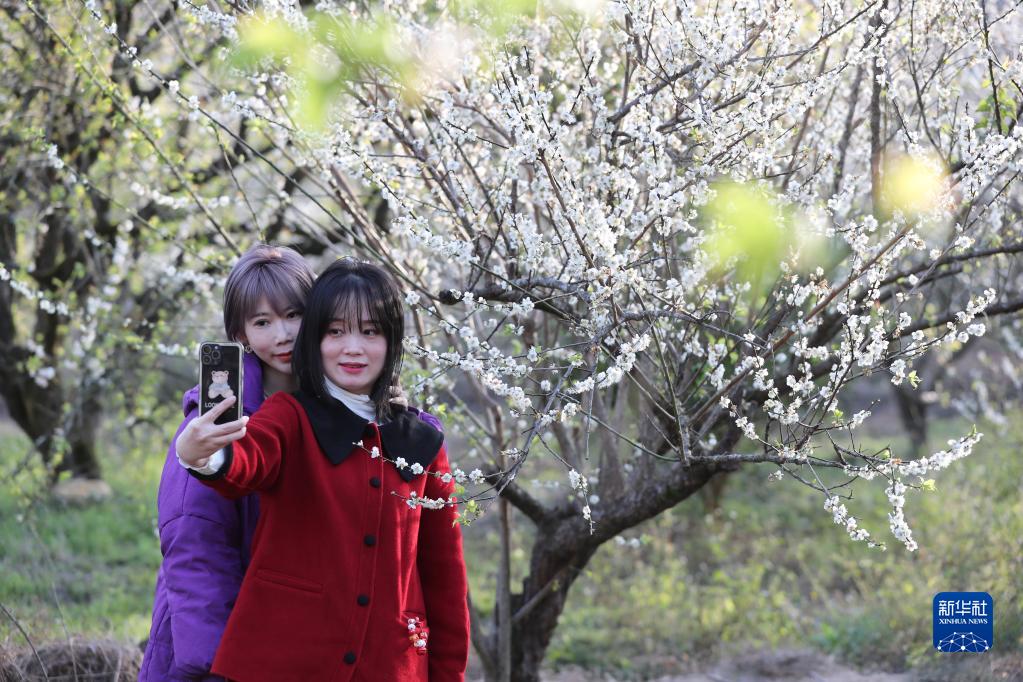 福州永泰：又到梅花飘香时